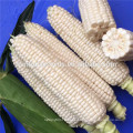 Suntoday semillas vegetales de Tailandia / EE. UU. F1 come criador de semillas de maíz dulce híbrido fresco blanco plantador en venta (61002)